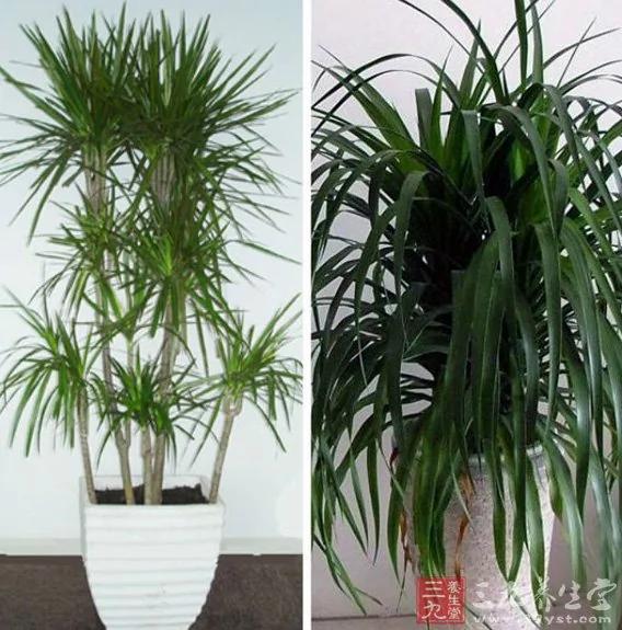 警惕这十五种花卉要你命