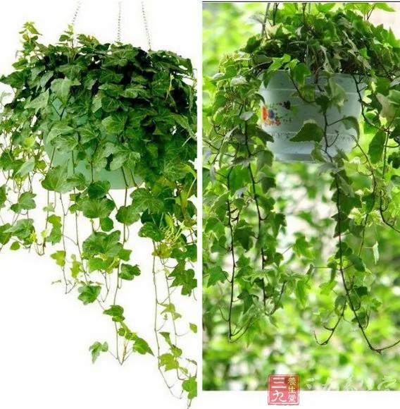 警惕这十五种花卉要你命