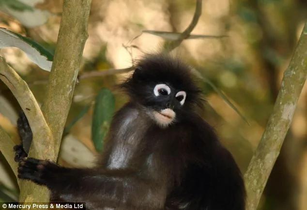 瞪眼猴子相貌奇特似动画片角色 萌态十足