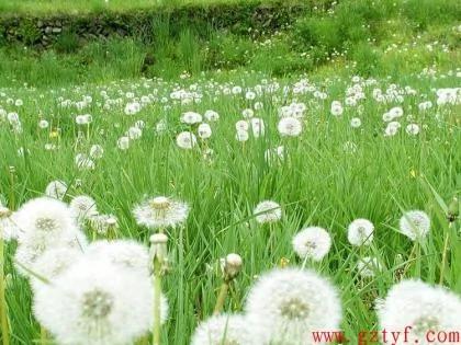 绝望的爱? 世界十大凄美之花