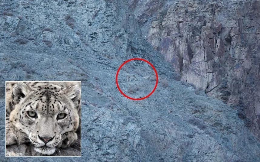 令人惊叹的动物伪装:雪豹崎岖山石间完全隐形