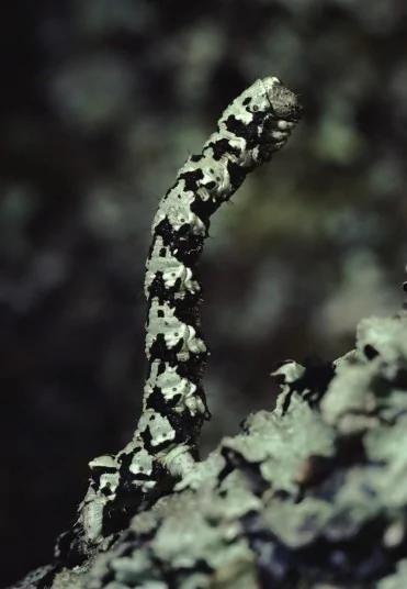 令人惊叹的动物伪装:雪豹崎岖山石间完全隐形