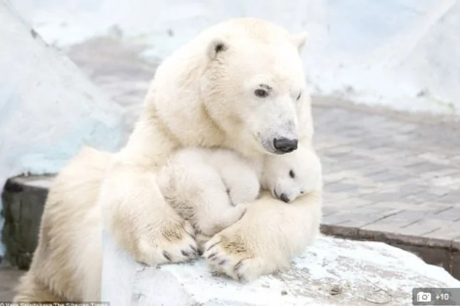 我的心融化了！北極熊母女真情流露