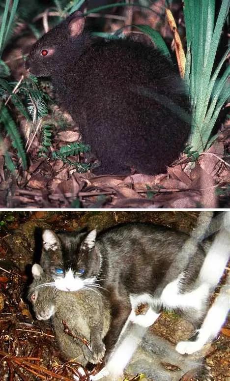 盘点不同寻常的兔子:珍稀琉球兔遭野猫捕食