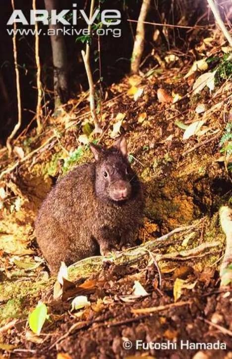 盘点不同寻常的兔子:珍稀琉球兔遭野猫捕食