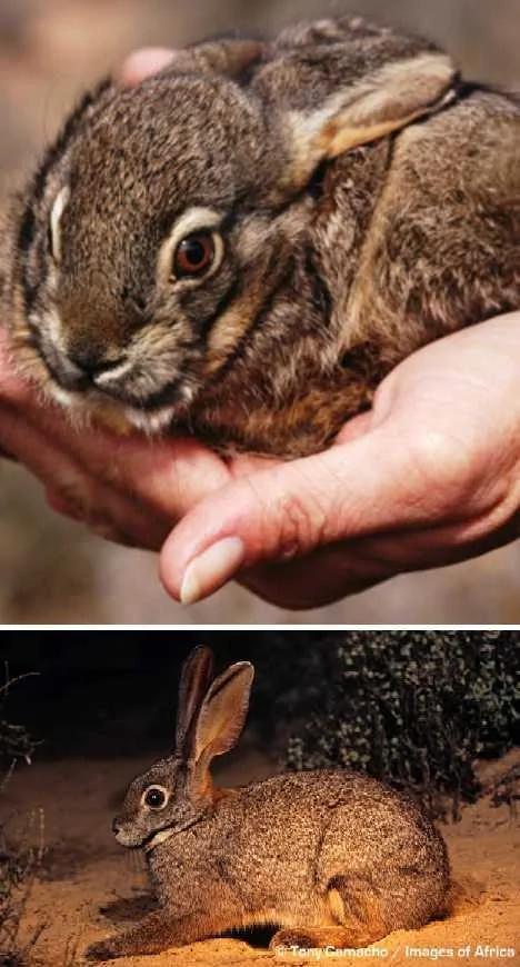 盘点不同寻常的兔子:珍稀琉球兔遭野猫捕食