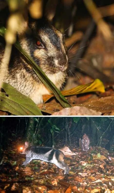 盘点不同寻常的兔子:珍稀琉球兔遭野猫捕食