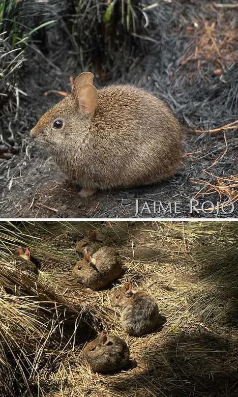盘点不同寻常的兔子:珍稀琉球兔遭野猫捕食