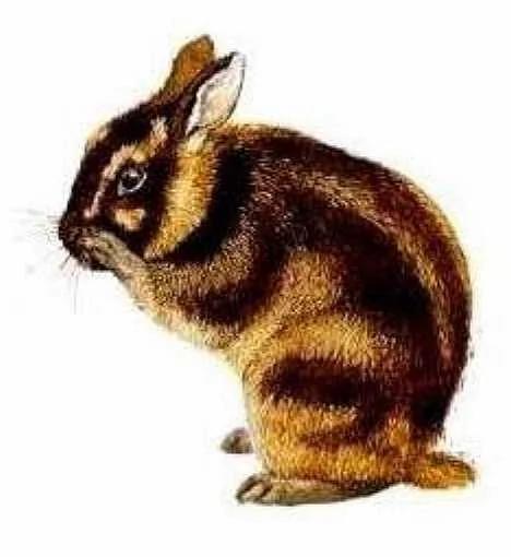盘点不同寻常的兔子:珍稀琉球兔遭野猫捕食