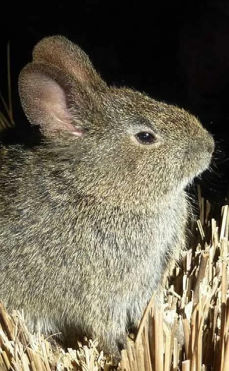 盘点不同寻常的兔子:珍稀琉球兔遭野猫捕食