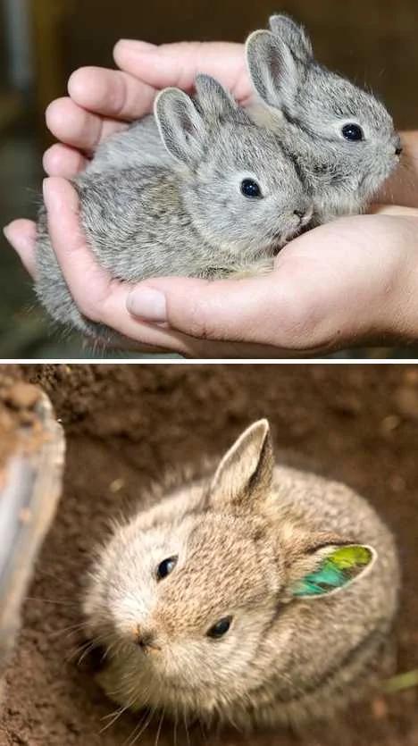 盘点不同寻常的兔子:珍稀琉球兔遭野猫捕食