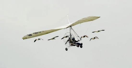 大雁群将轻型飞机认作“母亲” 共同飞行15年