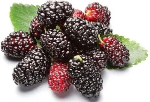 8种莓 美丽助消化好记性