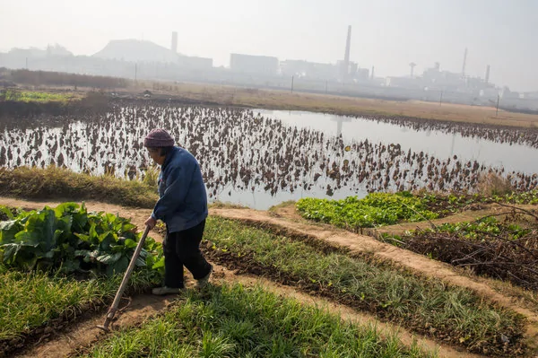 河南省的一名農婦在制鉛廠附近的農土中勞作。