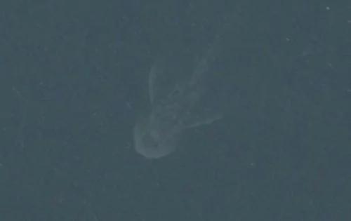 声纳终于发现尼斯湖水怪?