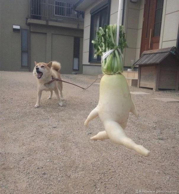 22个上辈子投错胎的蔬菜? 太不可思议了!
