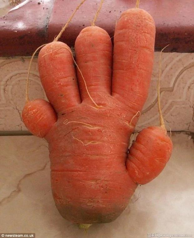 22个上辈子投错胎的蔬菜? 太不可思议了!