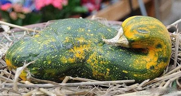 22个上辈子投错胎的蔬菜? 太不可思议了!