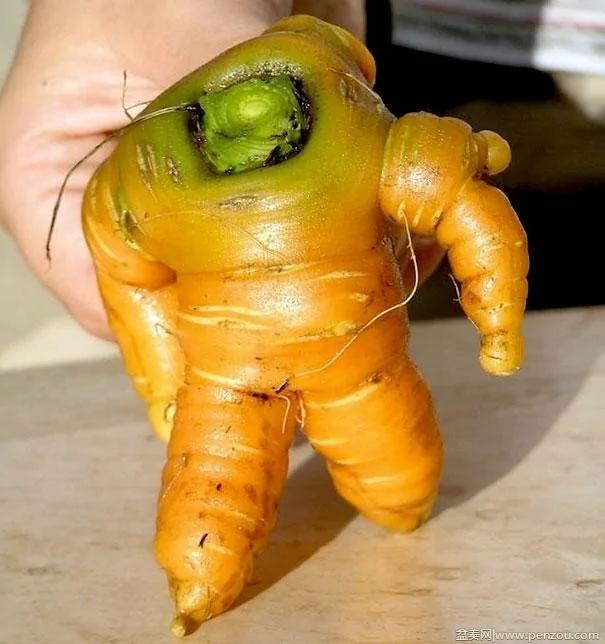 22个上辈子投错胎的蔬菜? 太不可思议了!
