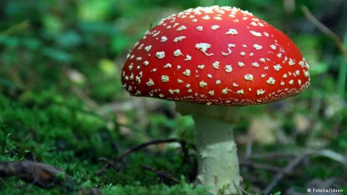 Glücksbringer Fliegenpilz Pilz