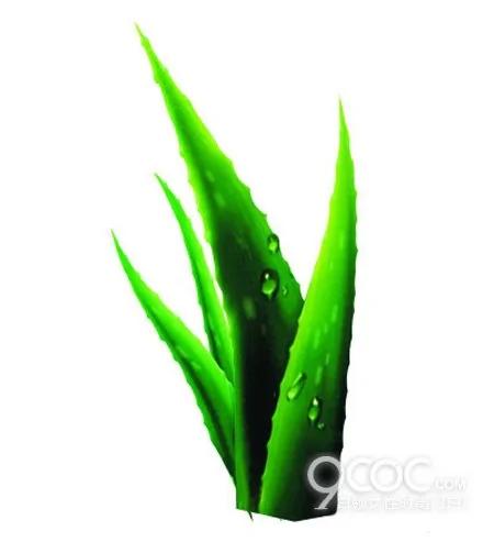 养植5种室内多肉植物 净化空气有益身心