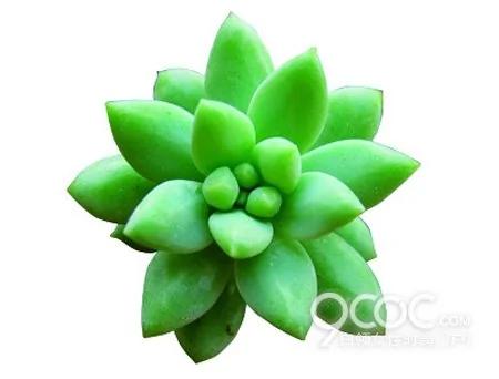 养植5种室内多肉植物 净化空气有益身心
