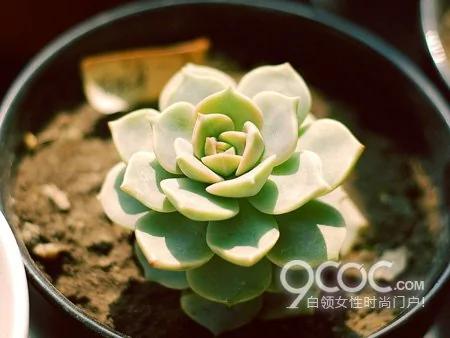 养植5种室内多肉植物 净化空气有益身心