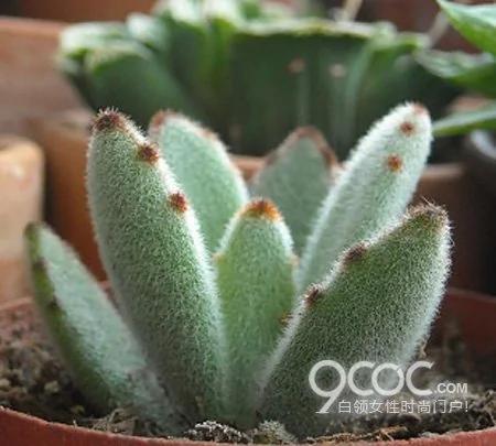 养植5种室内多肉植物 净化空气有益身心