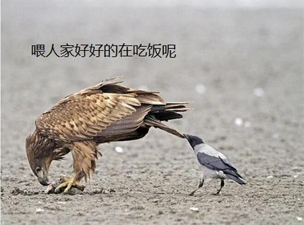 奇葩动物犯贱行为:乌鸦喜欢“拉尾巴”