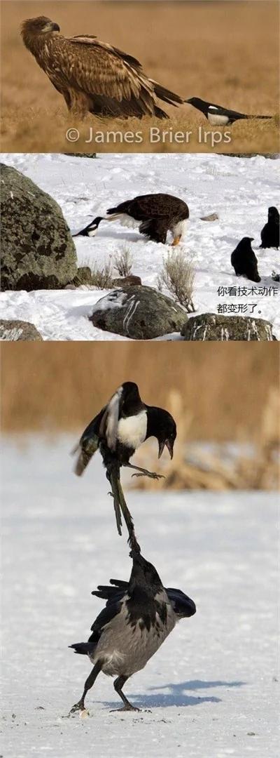 奇葩动物犯贱行为:乌鸦喜欢“拉尾巴”