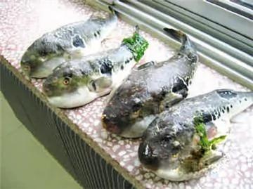 世界十三种最毒美食排行榜