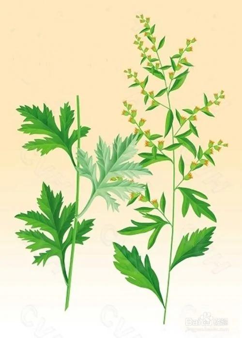 夏天家庭防苍蝇小妙招:土法驱苍蝇
