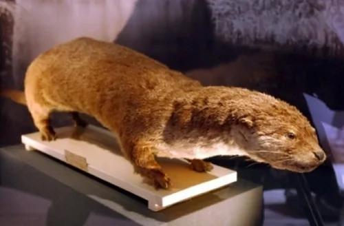 日本神话中传闻的生物“河童”