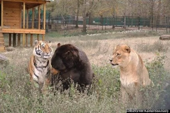 形影不離的獅子、老虎、熊15