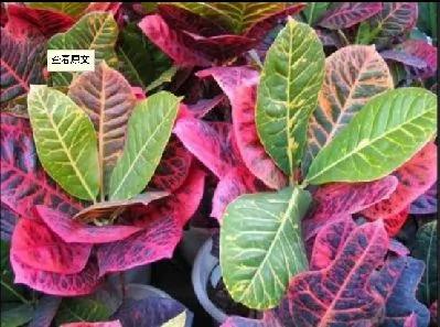 当心!室内不要摆放这几种植物 极易让你患癌症