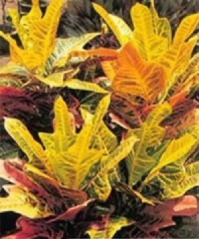 当心!室内不要摆放这几种植物 极易让你患癌症