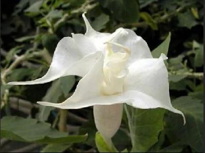 当心!室内不要摆放这几种植物 极易让你患癌症