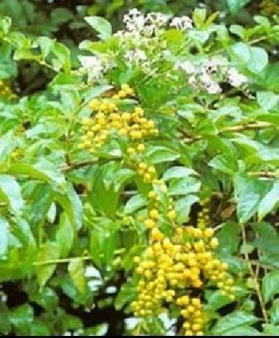 当心!室内不要摆放这几种植物 极易让你患癌症