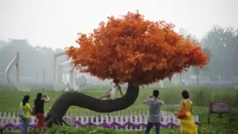 在北京郊區的霧霾中，遊客在「希望樹」旁照相。許多人希望中國改善環境，消除霧霾