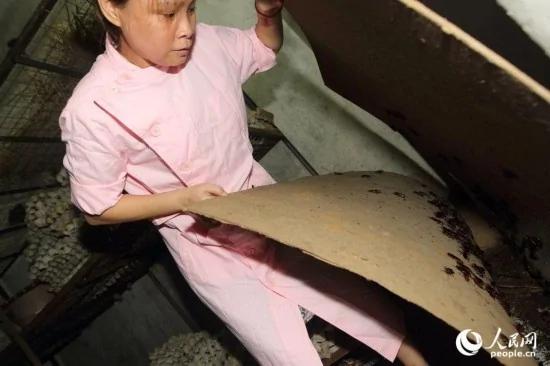 广东江门女子养10万只蟑螂可供生吃