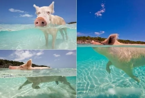 猪仔的天堂 全世界最幸福的猪岛 阿波罗新闻网