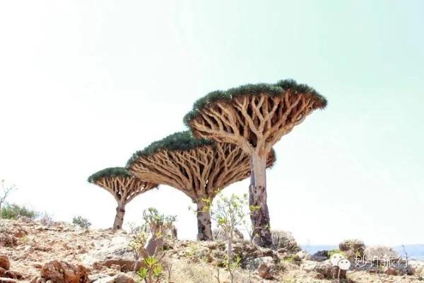 地球上最像外星球的小岛——索科特拉岛