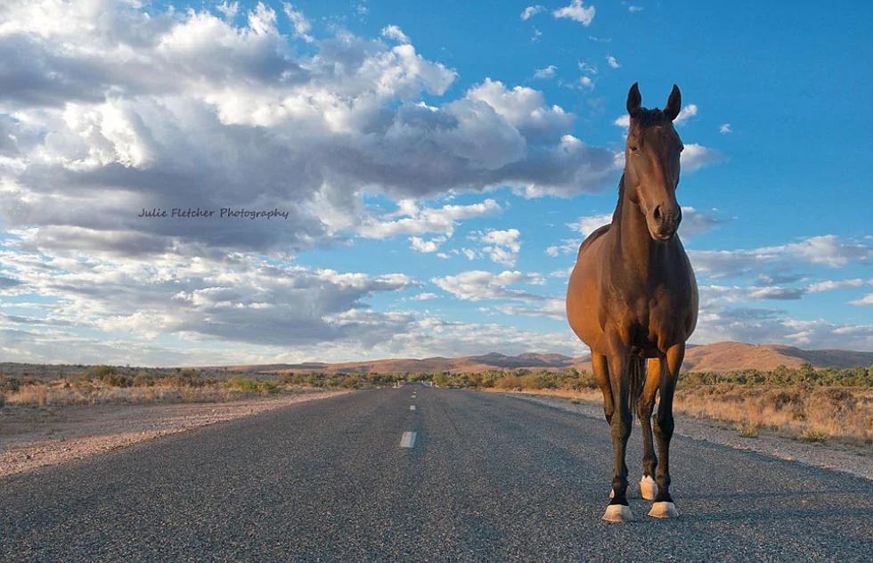 女摄影师离群索居12年拍摄绝美荒野风景照