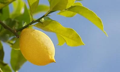 檸檬不為人知功效