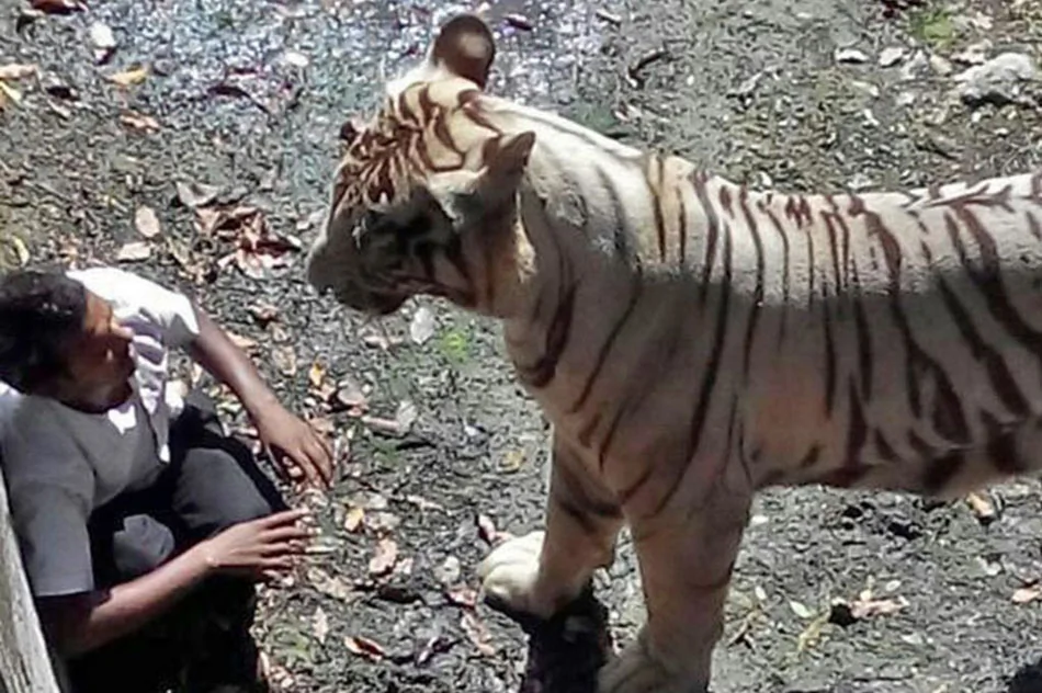 印度男子动物园被老虎咬死前求饶（组图）