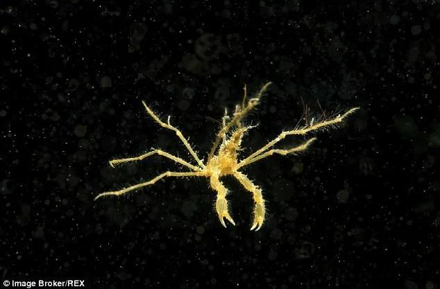 深海罕见恐怖物种:管眼鱼头部透明眼睛突出
