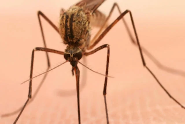 7大原因告诉你：为什么蚊子咬你不咬别人--阿里百秀