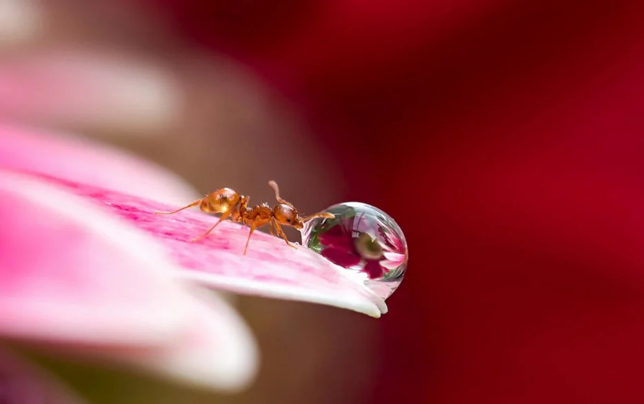 14張高清微距攝影下的螞蟻，很小但很美--阿里百秀