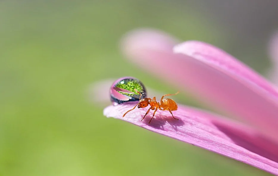 14張高清微距攝影下的螞蟻，很小但很美--阿里百秀