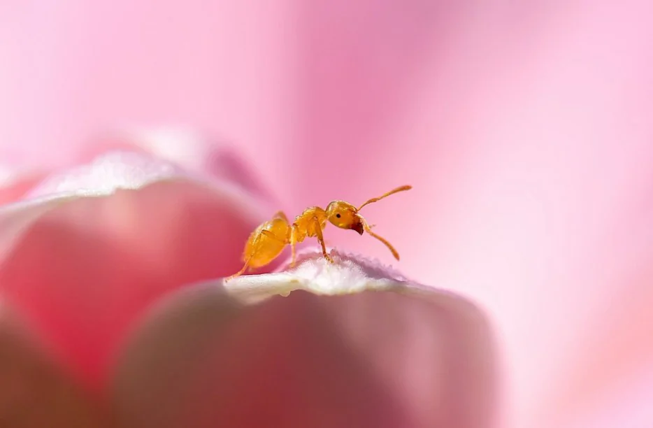 14张高清微距摄影下的蚂蚁，很小但很美--阿里百秀